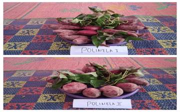 Inovasi Polinela Kembangkan Ubi Jalar Unggul di Lampung