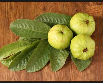 Manfaat Daun Jambu Biji untuk kesehatan