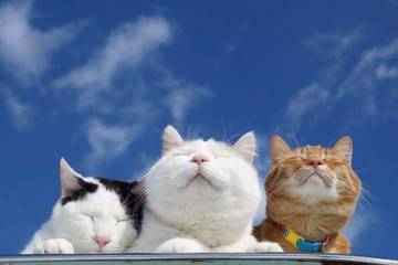 Kucing dan Rasa Tenang di Rumah