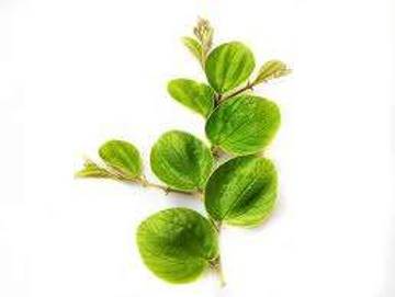 Manfaat Tanaman Herbal Daun Bidara