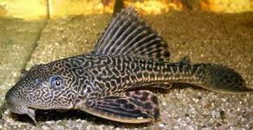 Ikan Sapu-Sapu Aman Konsumsi? Ini Penjelasannya