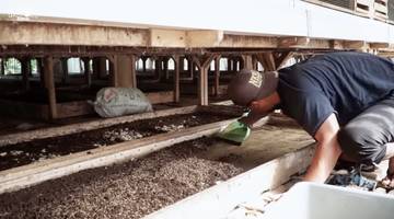 Peternak Wonosobo Sukses Beternak Ayam dengan Maggot