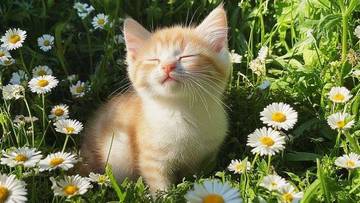 Memeluk Kucing, Kebiasaan Kecil Dengan Manfaat Besar