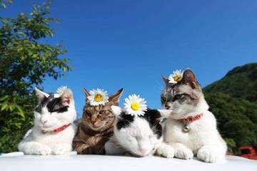 Bulu Kucing, Mitos atau Bahaya Bagi Kesuburan Perempuan