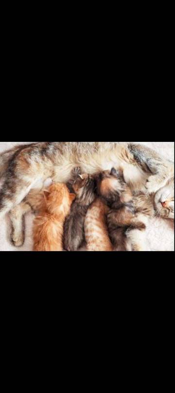 Kucing Melahirkan Dalam Rumah Bawa Keberuntungan, Mitos atau Fakta?