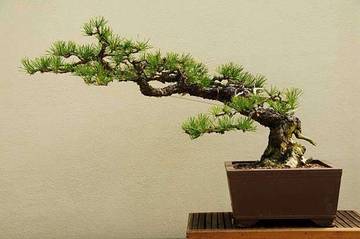 Bonsai, Lebih dari Sekadar Tanaman Mini di Meja