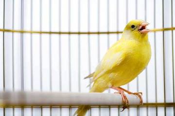Merawat Burung Kenari agar Sehat dan Rajin Berkicau