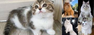Ragam Ras Kucing dari Anggun Hingga Bikin Gemas