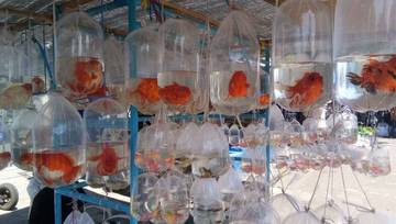 Ikan Mas Koki Jadi Primadona Pecinta Akuarium