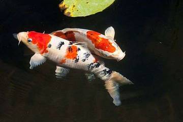 Bukan Sekadar Ikan Hias, Inilah Rahasia Keindahan Koi