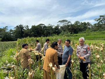 Dukung Ketahanan Pangan, Polsek Cisayong Sukses Panen Jagung