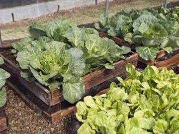 Tanaman Produktif untuk Kebun Mini Rumahan