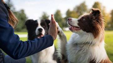 Butuh Konsistensi Dalam Melatih Anjing Peliharaan Agar Menurut