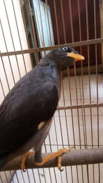 Burung Jalak Kebo Kini Makin Jarang Ditemukan
