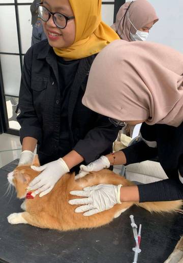 DKPP Kota Bandung Sterilkan 152 Kucing Sepanjang 2025