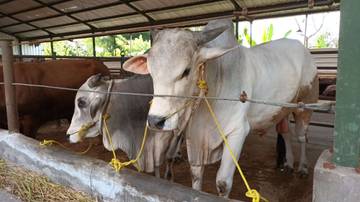 Penggemukan Sapi Pastikan Harga Jual Sesuai Edaran Pemerintah