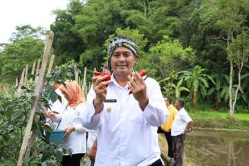 Panen Cabai Petani Milenial, Diky: Harapan Besar Pertanian