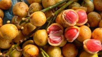 Kokosan : Sejenis Buah Yang Mulai Langka