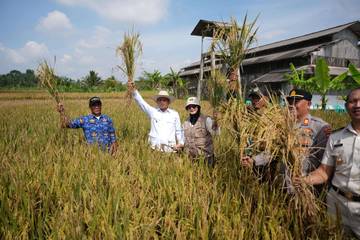 Panen Padi Organik, Wabup Tasikmalaya: Kesadaran Merawat Ekosistem