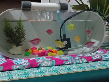 Glowfis Ikan Hias Unik Lucu Berwarna Terang   