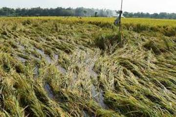 Distanhorti Jabar Siapkan Skema Antisipasi Gagal Panen Padi