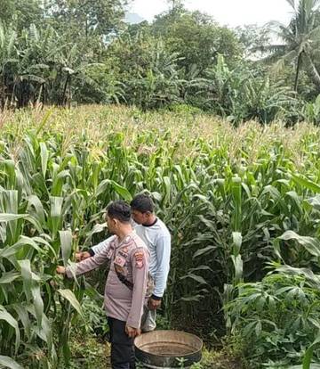 Ketahanan Pangan, Polisi Intensifkan Monitoring Tanaman Jagung