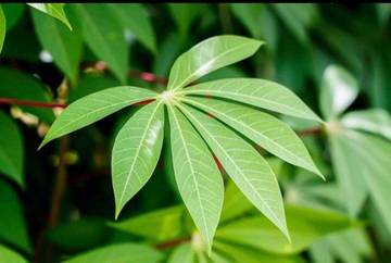 Daun Singkong Sumber Gizi Tradisional Nusantara Alami