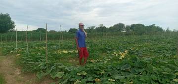 Kadam, Petani Waluh Bati-Bati Berjuang Mencapai Hasil