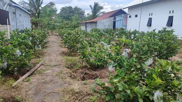 Alternatif Bisnis Jambu Kristal Rumahan