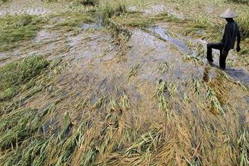 BPTPH Kalsel Siapkan Bantuan Petani Terdampak Banjir