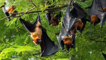 Kemenkes Tingkatkan Kewaspadaan Virus Nipah di Indonesia