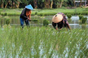 Pemprov  Kolaborasi  Kabupaten Pulihkan Lahan Pertanian Pasca Banjir