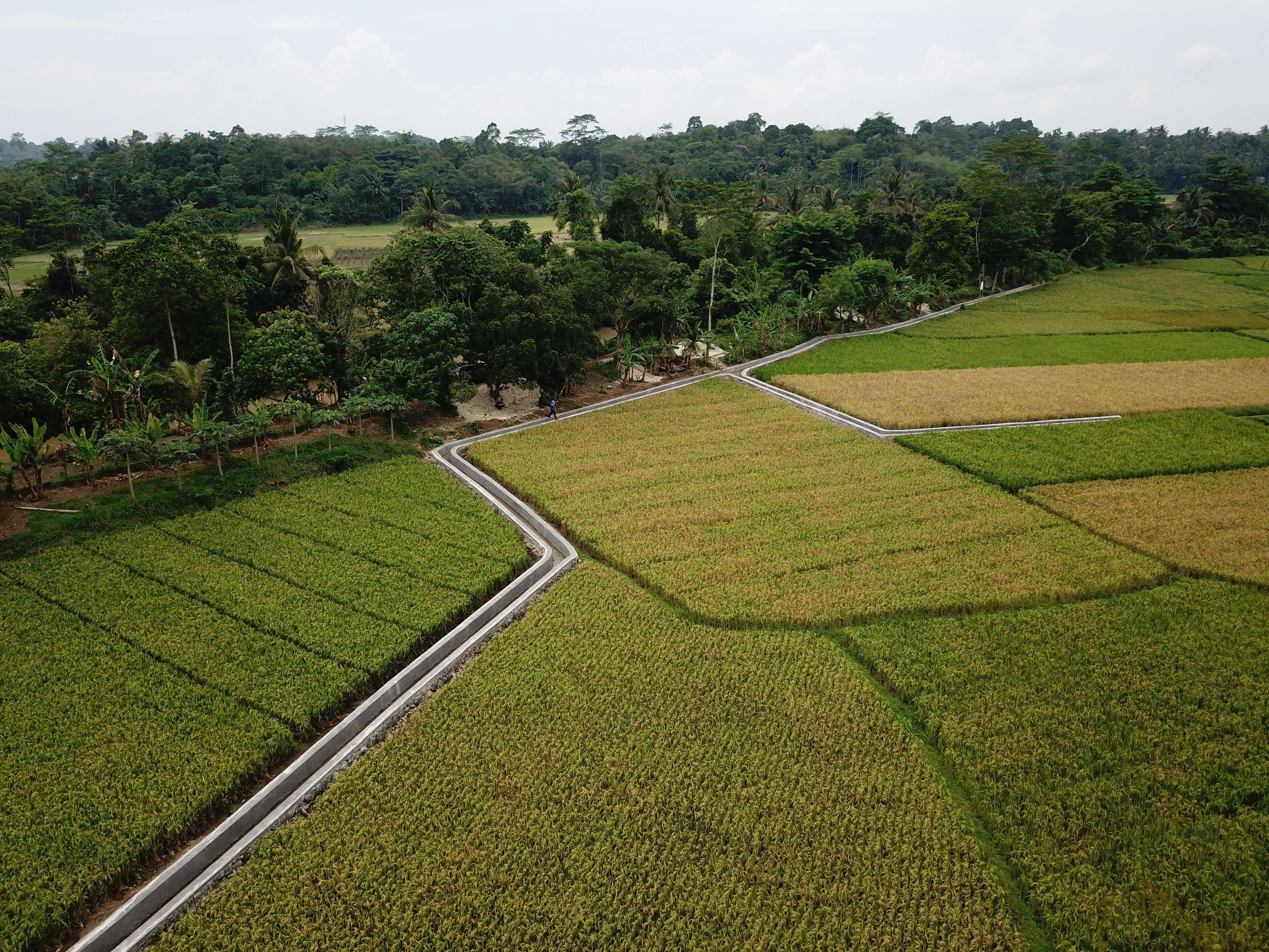 Dukung Swasembada Pangan, Pemkab Lebak Akan Optimalkan Lahan Sawah