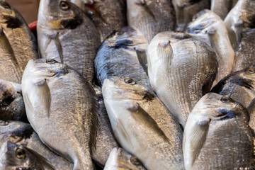 Lebak Targetkan Swasembada Ikan Air Tawar