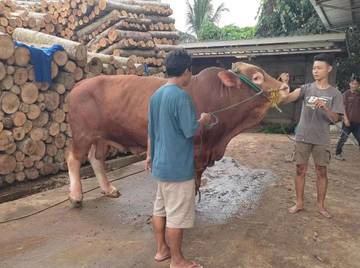 Kisah Suyar yang Sapinya Terpilih Jadi Sapi Banmus