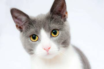 Tip Aman Adopsi Kucing Liar dari Jalanan