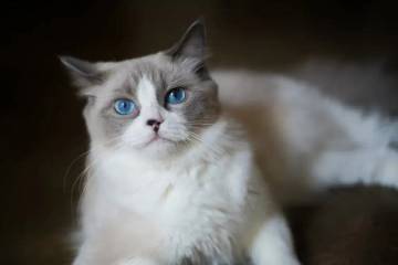 Mengenal Kucing Ragdoll, Si Lembut Bermata Biru