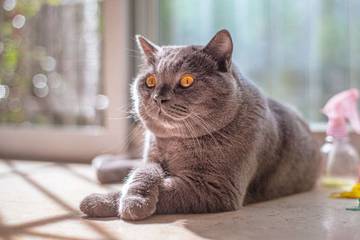 Gemuk Itu Sehat untuk Kucing? Ini Faktanya!