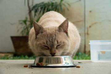 Makanan Kucing Harus Ditakar, Bukan Ditumpah