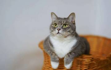 Kucing Gemuk Lebih Rentan Sakit