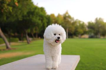 Pilihan Ideal Anjing Pertama: Bichon Frise