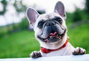 French Bulldog hingga Shih Tzu Rentan Alergi Kulit