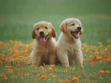 Nutrisi Awal Menjadi Fondasi Kesehatan Puppy dan Kitten