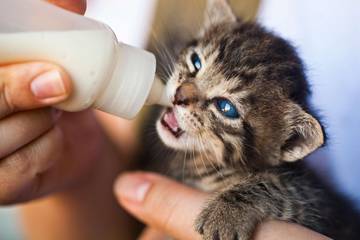 Susu Formula Solusi untuk Anak Anjing-Kucing saat Darurat