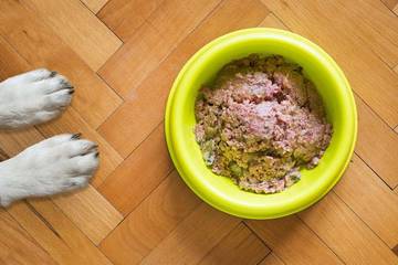 Transisi Aman dari Wet Food ke Dry Food
