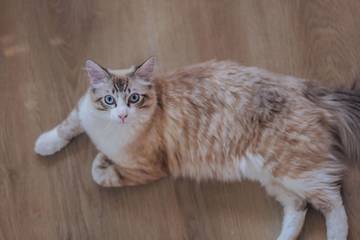 Tip Sederhana Rawat Bulu Kucing Agar Tetap Sehat