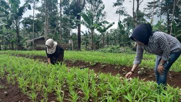 KWT Berkah Tani Pandeglang Gerakkan Pertanian dan UMKM