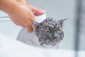 Waktu Ideal untuk Memandikan Kucing Peliharaan di Rumah