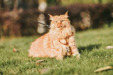Tip Rawat Kucing Berbulu Panjang Agar Tidak Kusut 