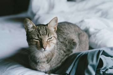 Ini Alasan Kucing Suka Tidur di Baju Pemilik